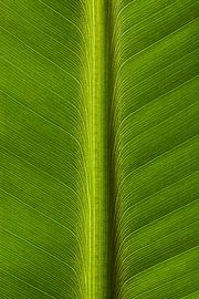 Blad van een Bananenplant van Ronald Pol