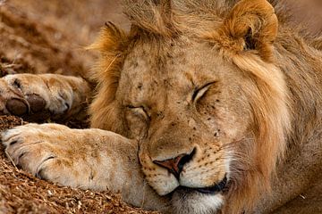 slapende leeuw van Peter Michel