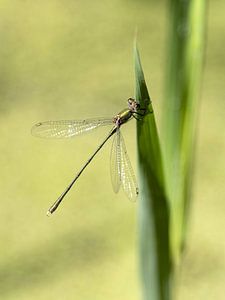 Libelle
