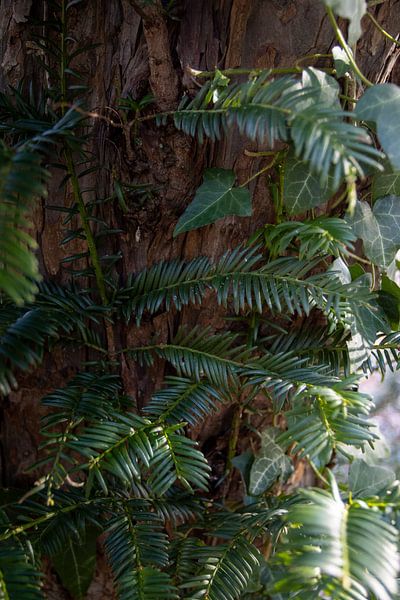 Natur von Sebastian Stef