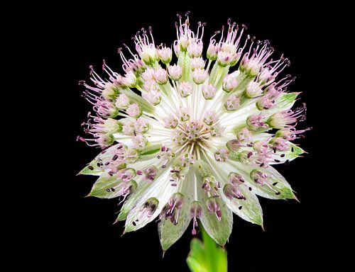 Macro van een sterparaplubloem op zwarte achtergrond