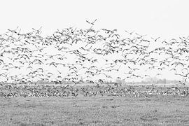 birds by Yvonne Blokland