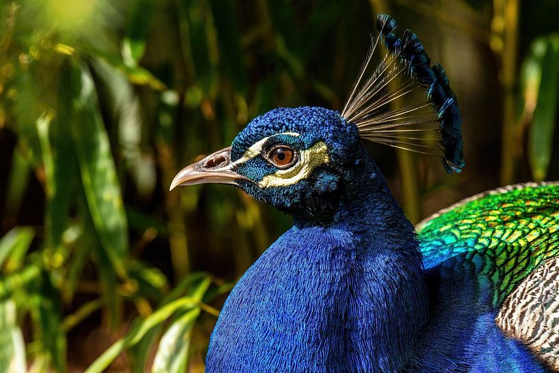 Blue Peacock - Pavo cristatus by Rob Smit