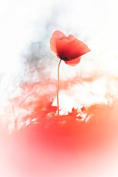 The miracle of a single flower van Bob Daalder