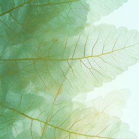 Soft leaves in pastel hues by But First Framing