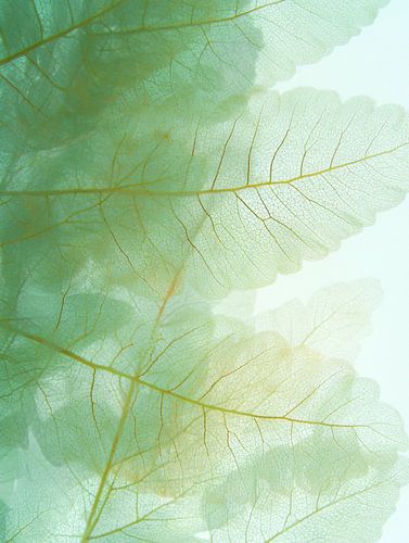 Zarte Blätter in pastellenfarbenen Tönen