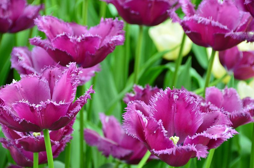 Paars gekartelde Tulpen veld van Marcel van Duinen