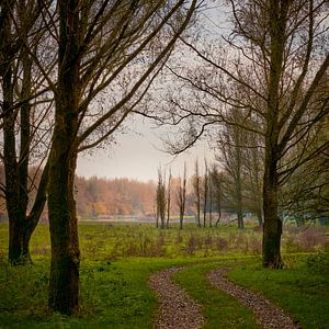 Ein Wald zum Leben, so schön.