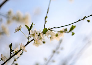 Blumen Teil 81