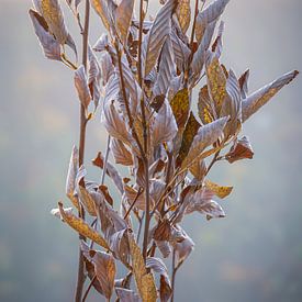 FOLIAGE II by Ullrich Gnoth