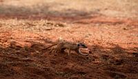 Meerkat in the Kalahari of Namibia, Africa by Patrick Groß thumbnail