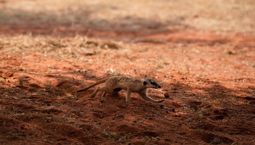 Meerkat in the Kalahari of Namibia, Africa by Patrick Groß