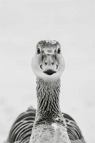 Goose