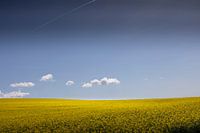 Landscape - Yellow & blue.