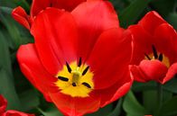 Tulipa Perferct Red van Marcel van Duinen thumbnail