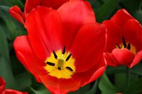 Tulipa Perferct Red
