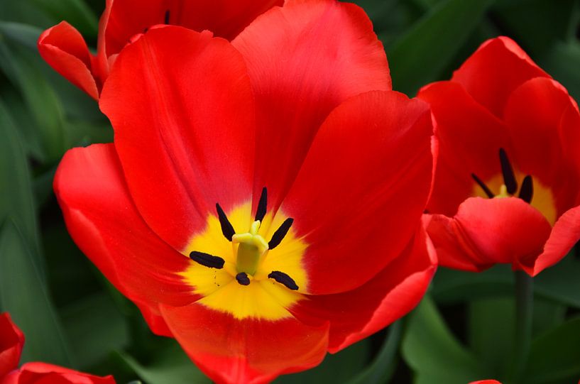 Tulipa Perferct Red van Marcel van Duinen