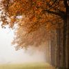 Autumn and Fog by Bart Hendrix
