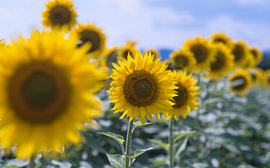Champ de tournesols et gros plan sur des abeilles sur Milcho Milev