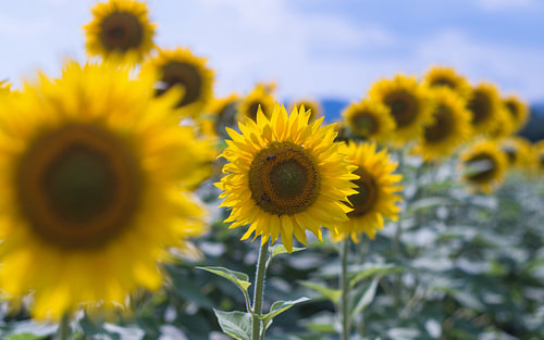 Zonnebloemenveld en bijen van dichtbij