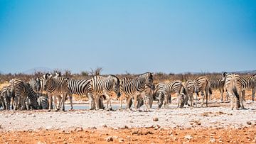 Afrikaanse zebra in Etosha National Park in Namibië, Afrika van Patrick Groß