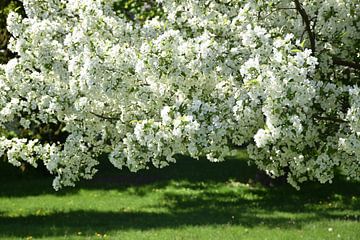 Een appelboom in bloei in het park van Claude Laprise