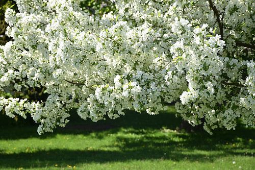 Een appelboom in bloei in het park