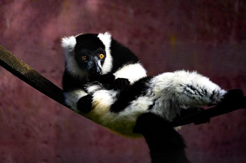 lekker luie bonte vari