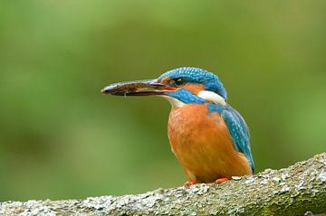 Fish caught by kingfisher by Remco Van Daalen