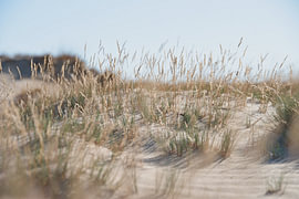 Sand und Gras im Wind