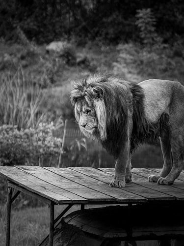 The Weight of a King