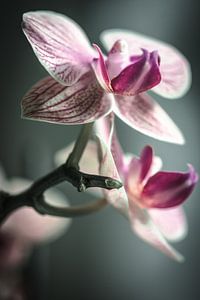 Phalaenopsis van Alessia Peviani