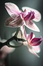 Phalaenopsis van Alessia Peviani thumbnail