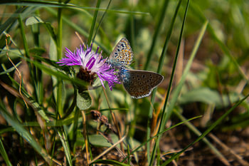 Blauwtjes op korenbloem