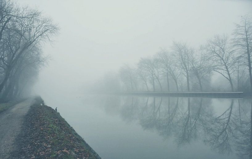 Misty canal van Goldeneyes
