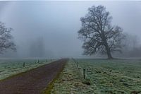 Mistige landschap