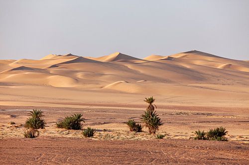 The sand dunes of the Sahara in Algeria