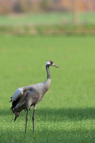 Kraanvogel rustend en etend in een veld tijdens de herfst