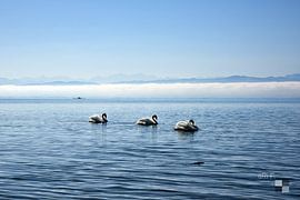Lake Constance with swans by aRi F. Huber