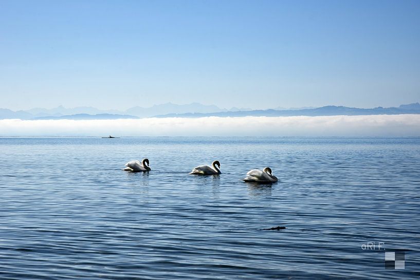 Lac de Constance avec cygnes par aRi F. Huber