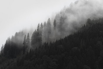 Where the forest is disappearing