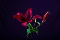 bloem op donkere achtergrond