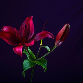 flower on dark background by Sylvain  Poel