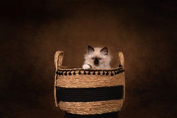 Kitten in basket by Special Moments MvL