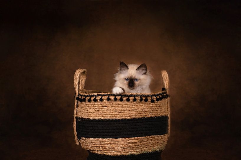 Kitten in basket by Special Moments MvL