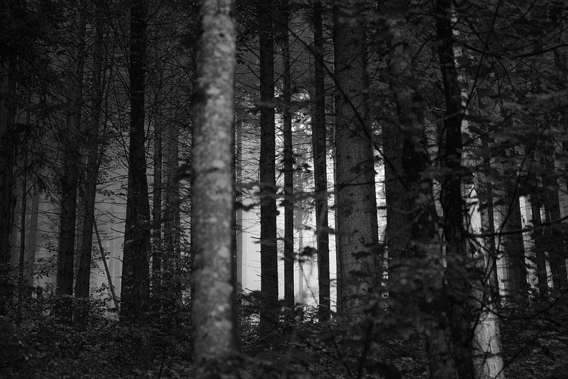 Forest in the mist #4 van Floris Kok