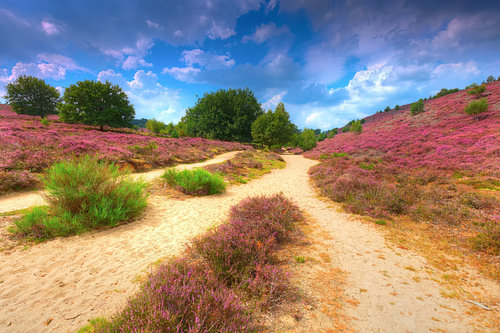 Heide in bloei op de Posbank en prachtige blauwe wolkenlucht