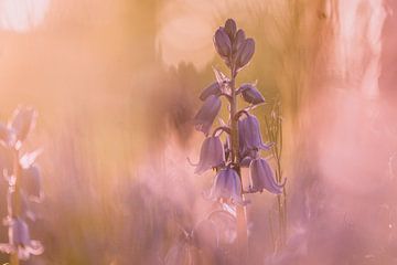 Prachtige Spaanse hyacint met gouden gloed door ondergaande zon | Natuurfotografie | Nederland van Merlijn Arina Photography