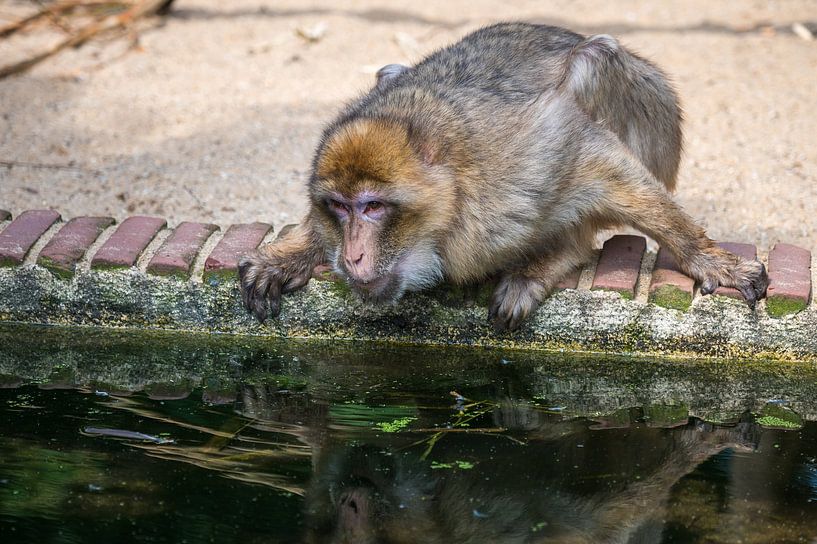 Barbary ape by Jan Georg Meijer