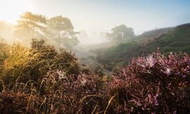 Enchanting Heath Field at Foggy Sunrise: Natural Elegance in Detail by Hevonax Photography